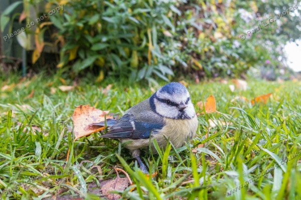 Blue tit -1