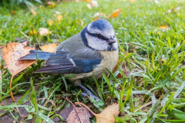 Blue tit -2