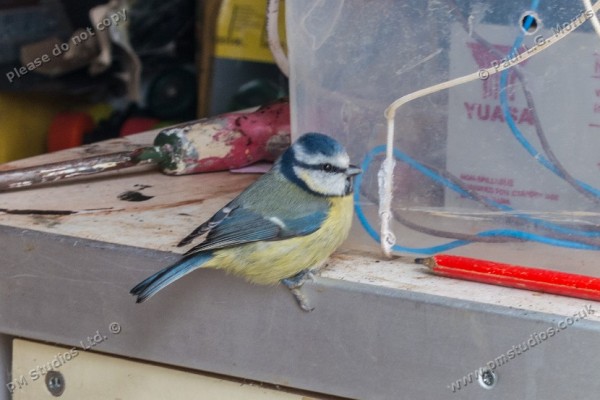 blue tit on bench