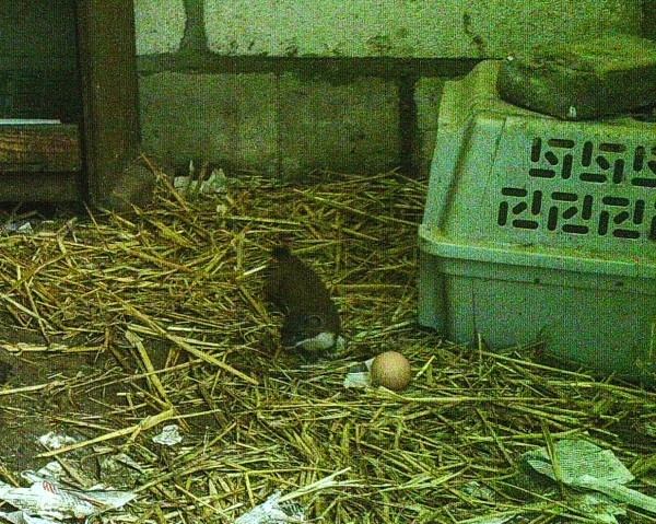 stoat running off with egg