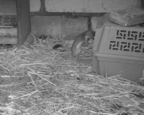 stoat returning for more