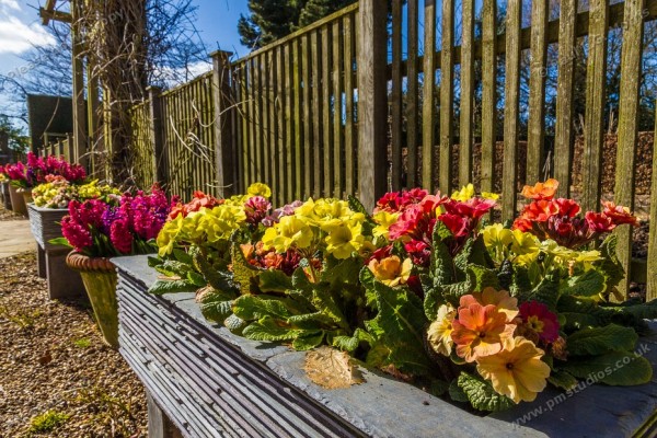 primulas in slate box