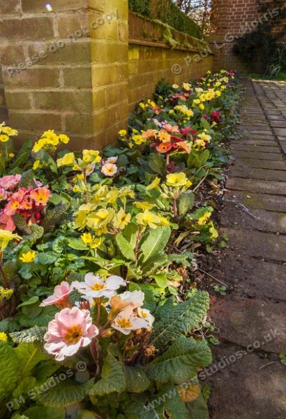 primulas kings walk