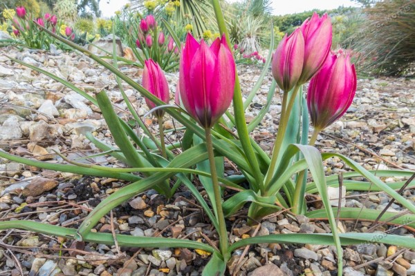 species tulips close up