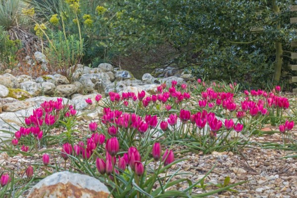 species tulips