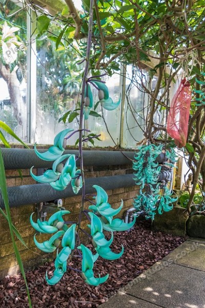 Strongylodon macrobotrys (jade vine)