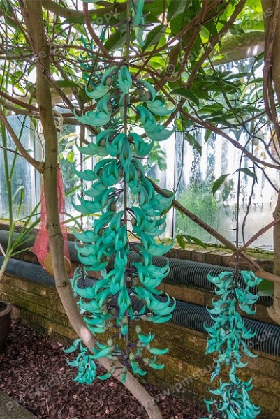 Strongylodon macrobotrys (jade vine)