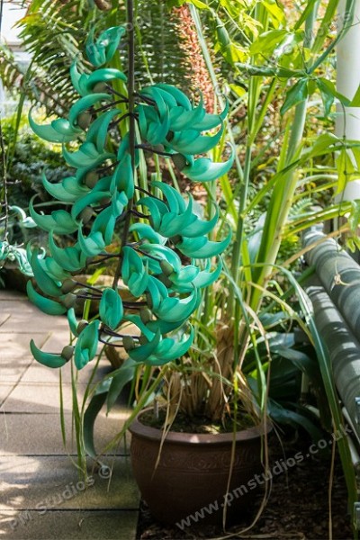 Strongylodon macrobotrys (jade vine)