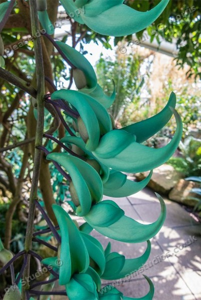 Strongylodon macrobotrys (jade vine)