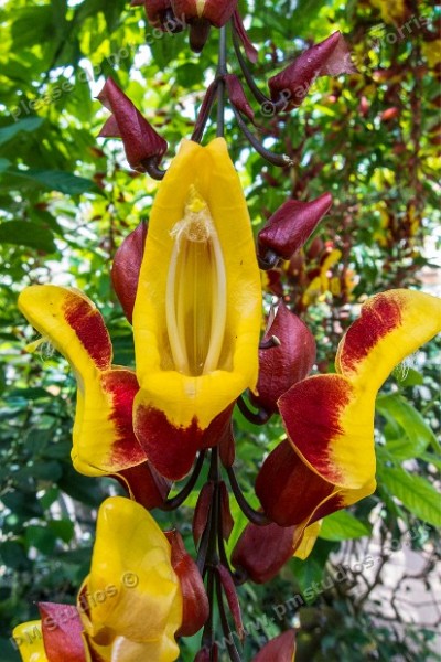 s16_0509r1 Thunbergia mysorensis (Mysore trumpetvine)