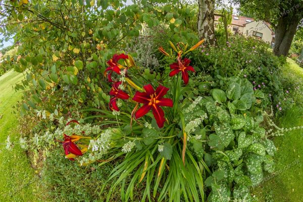 fish-eye lens in the garden - 2