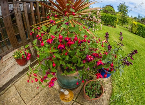 fish-eye lens in the garden - 3