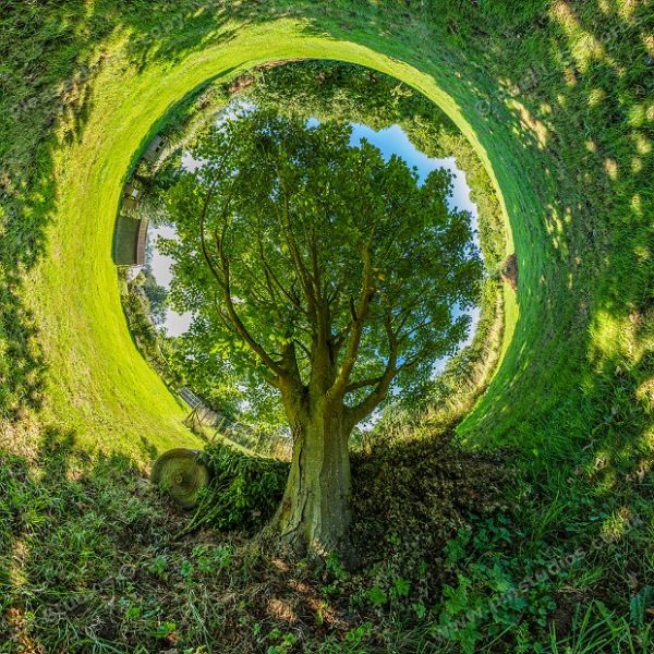 sycamore tree sunny day