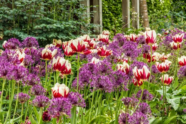 erov tulips and hyacinths