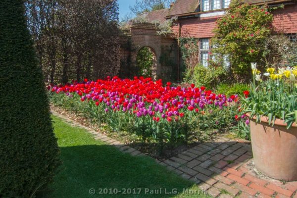 Tulips in the King's Wall