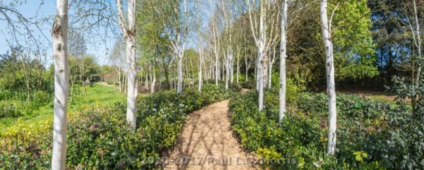 panorama of path through the silver birch