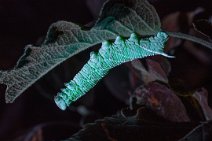 F24_10859r1 30th August 2024: Poplar Hawk-moth Caterpillar (Laothoe populi) on apple tree leaf illuminated by UV torch