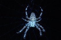 F24_10931r1 European garden spider (Araneus diadematus): On the web: UV Fluorescence