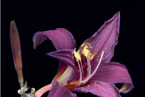 F24_7386r1.JPG-aligned 21st July 2024: Lily flowers UV torch illuminated -3