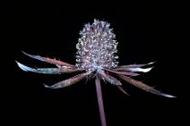 F24_9597r1-aligned 6th August 2024: Eryngium blue star example 1: UV fluorescence