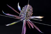 F24_9600r1+9604r1 composite 6th August 2024: Eryngium blue star example 2: UV fluorescence + daylight flash composite