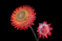 F24_9624r1j2 11th August 2024: Helichrysum monstrosum 'strawflower' UV fluorescence