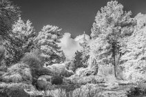 S22_test_9600r1x2j1 28th March 2022: Dorothy Clive Garden: Infra-red 760nm view. 2 image vertical panorama